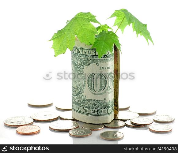 american money with small tree