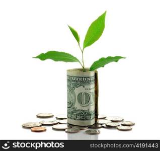 american money with small tree