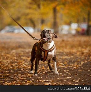 American Pit Bull Terrier dog on a leash stands in the autumn park and looks ahead. The mouth is open, good dog