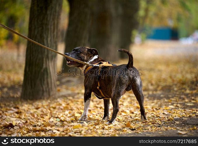 American Pit Bull Terrier dog on a leash stands in the autumn park. The animal stands with its back