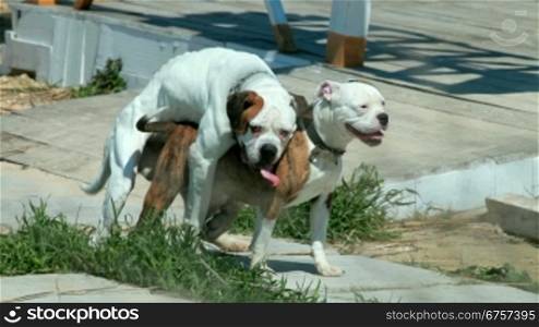 American Pit Bull Terriers mating on the beach