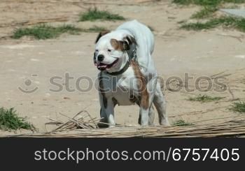 American Pit Bull Terriers mating on the beach