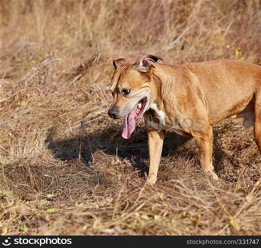 American pit bulls outdoors, dog runs on dry yellow grass