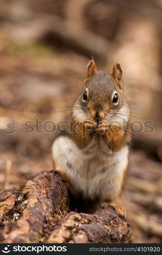 American red squirrel eating seed