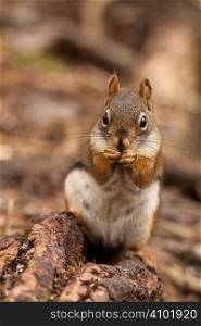 American red squirrel eating seed