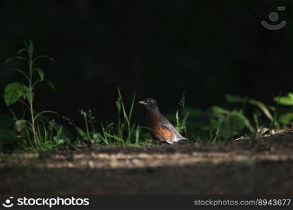 american robin bird animal thrush