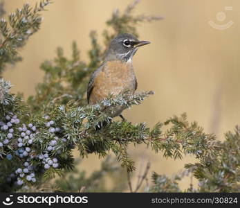 American robin sitting in juniper bush with blue berries