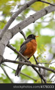 American robin sitting on the tree branch