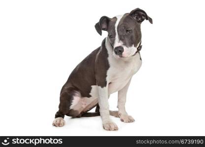 American stafford. American stafford in front of a white background