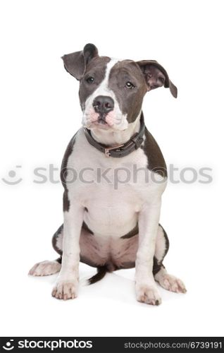 American stafford. American stafford in front of a white background