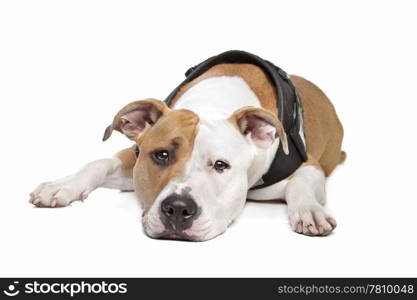 American stafford. American stafford in front of a white background