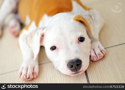 American Staffordshire terrier