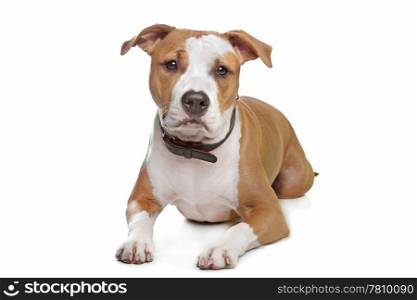 American Staffordshire Terrier. American Staffordshire Terrier in front of a white background