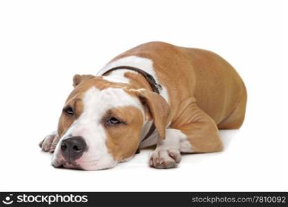 American Staffordshire Terrier. American Staffordshire Terrier in front of a white background