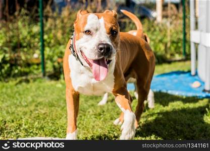 American Staffordshire Terrier Amstaff dog play in a garden