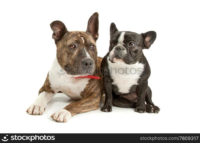 American Staffordshire Terrier and a French bulldog. American Staffordshire Terrier and a French bulldog in front of a white background