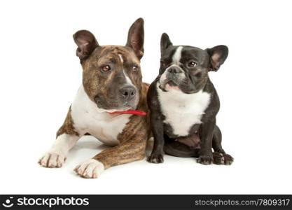 American Staffordshire Terrier and a French bulldog. American Staffordshire Terrier and a French bulldog in front of a white background