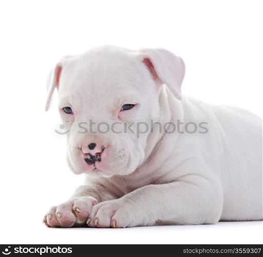 American Staffordshire Terrier Dog Puppy laying, closeup shot