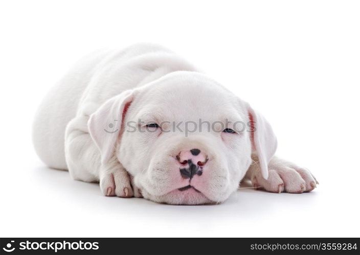 American Staffordshire Terrier Dog Puppy laying tired
