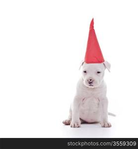 American Staffordshire Terrier Dog Puppy wearing red party cap, sitting