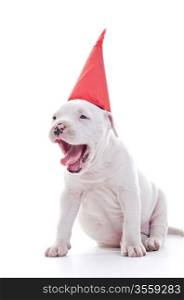 American Staffordshire Terrier Dog Puppy with red party hat, open jaw