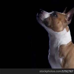 American Staffordshire Terrier isolated on black background
