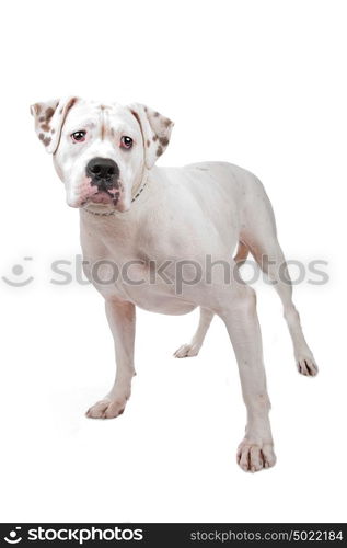 American Staffordshire Terrier isolated on white