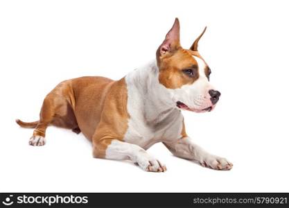 American Staffordshire Terrier isolated on white background