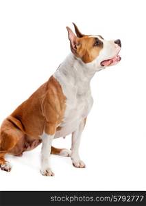 American Staffordshire Terrier isolated on white background