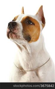American Staffordshire terrier of a white