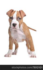 American Staffordshire Terrier puppy. American Staffordshire Terrier pup in front of white