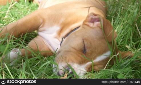 American staffordshire terrier puppy dog sleeping on the grass in summer garden