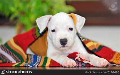 American Staffordshire terrier puppy sitting on blanket