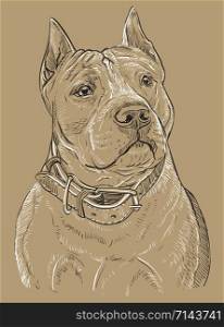 American Staffordshire Terrier vector hand drawing portrait in black and white colors. Vector illustration isolated on beige background