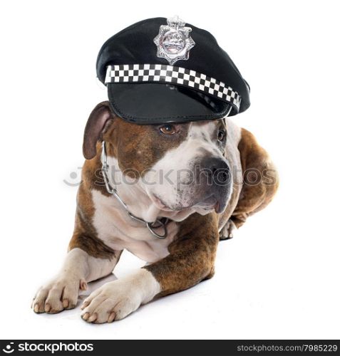 american stafforshire terrier in front of white background
