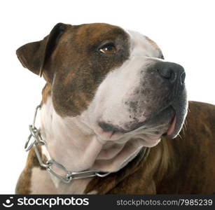 american stafforshire terrier in front of white background
