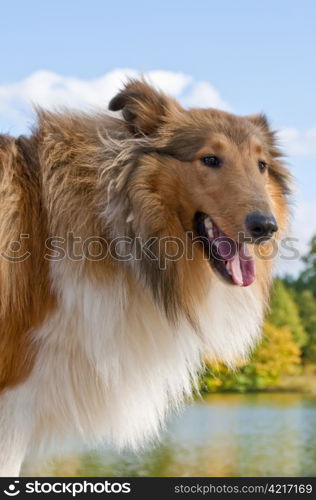 American truebred collie