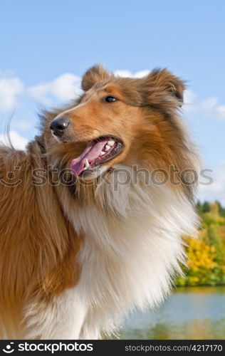 American truebred collie