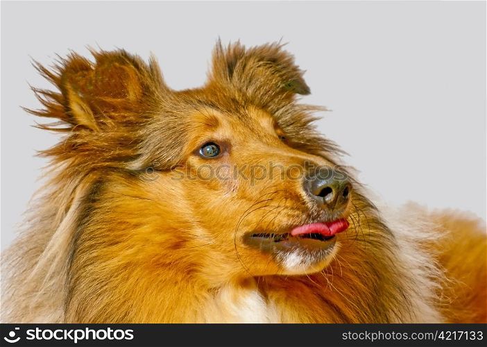 american truebred collie dog