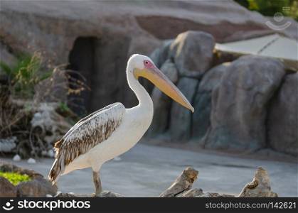 American White Pelican (Pelecanus erythrorhynchos) is standing on water shore.