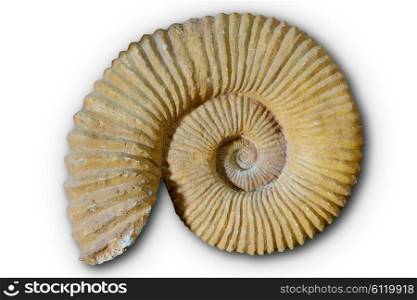 Ammonites fossil in Valencian Community of spain