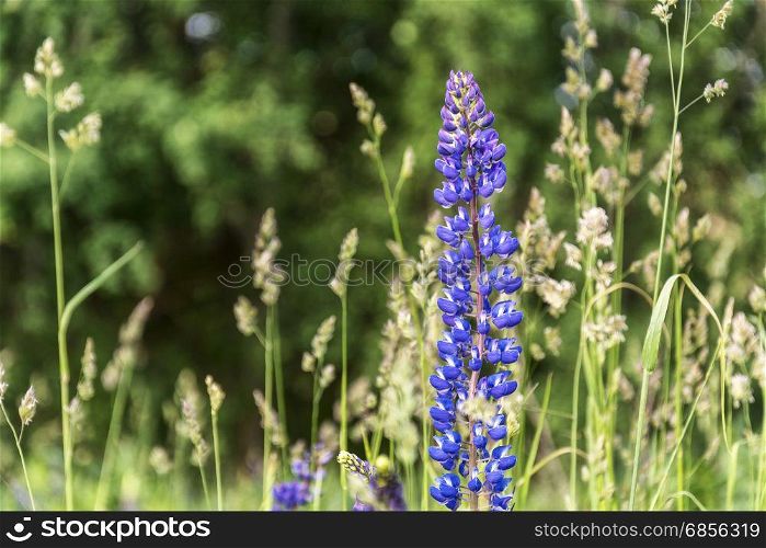 Among the grass grows a blue flower meadow lupine