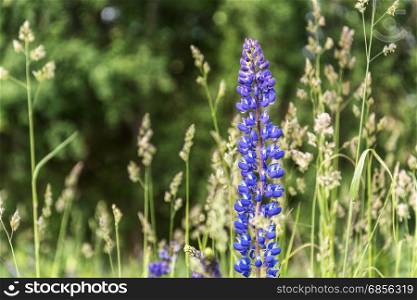 Among the grass grows a blue flower meadow lupine