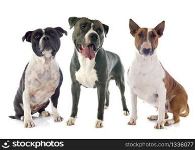 amstaff, bull terrier and staffie in front of white background