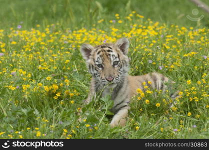 Amur (Siberian) tiger kitten laying in yellow and green flowers in spring