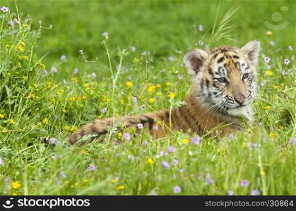 Amur (Siberian) tiger kitten laying in yellow and green flowers in springtime