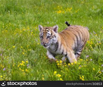 Amur (Siberian) tiger kitten playing and running in yellow and green flowers