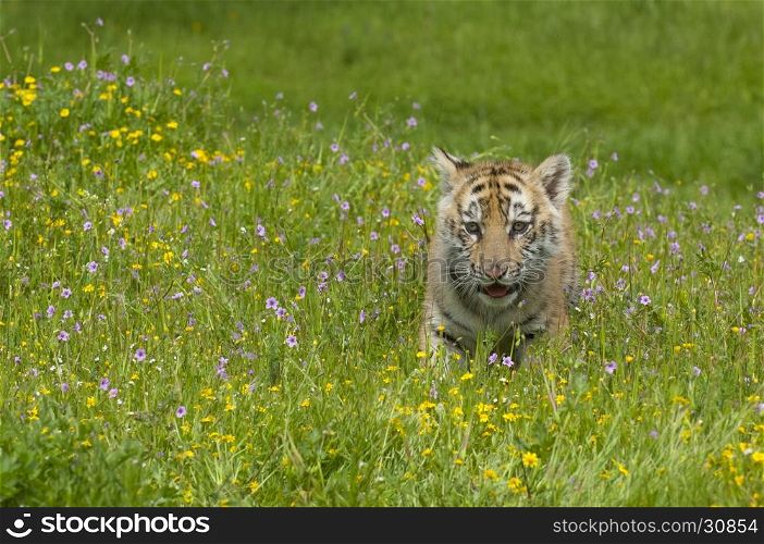 Amur (Siberian) tiger kitten playing in yellow and green flowers