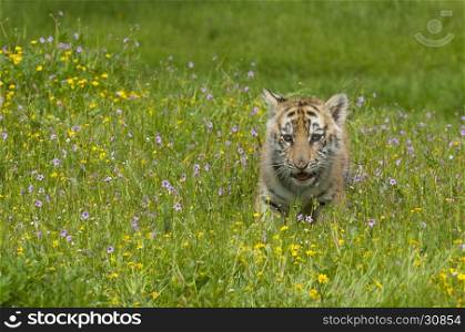 Amur (Siberian) tiger kitten playing in yellow and green flowers