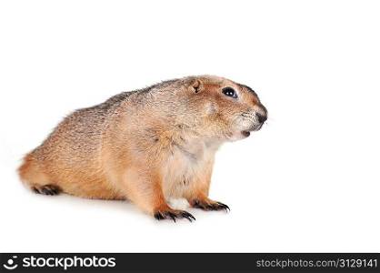 amusing brown prairie dog isolated close up